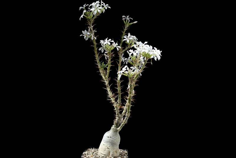 Pachypodium succulentum H. 40  € 28.00.jpg